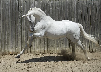 Hasznos információk: